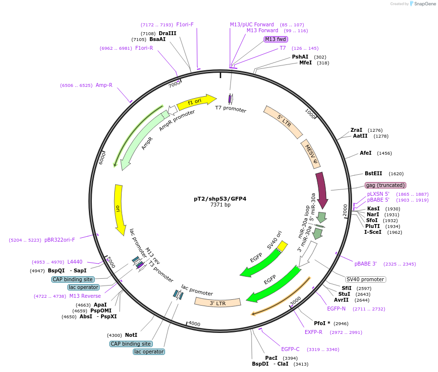pT2/shp53/GFP4载体图谱